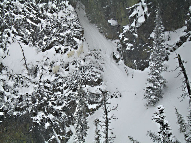 Crystal BC