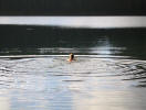 flettrussell071806_64.jpg