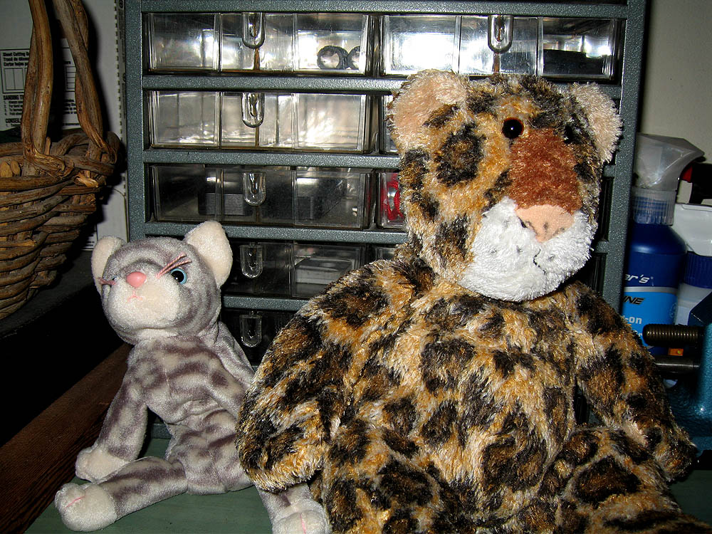 kitties_4853.jpg